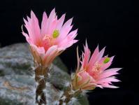 Thumbnail of 0623_Echinocereus gentryi_20190605_01(1).JPG